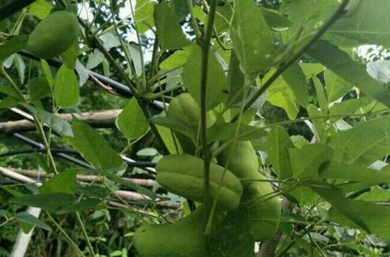 八月炸果多少钱一斤?怎么吃?市场前景如何?