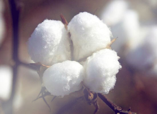 棉花最新价格多少钱一斤?2018年棉花行情走势