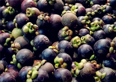 果中皇后山竹适合什么地方种植?中国产地在