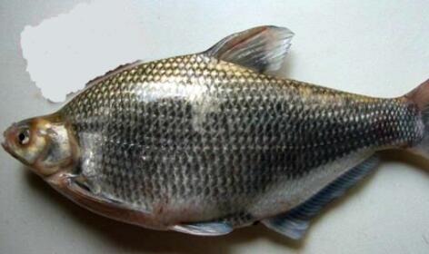 2018农村养什么致富快?养武昌鱼前景怎么样?