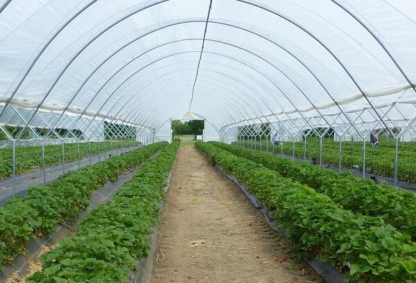 2018年农民建大棚种蔬菜有补贴吗?一亩地能补