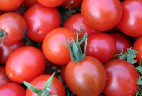 西红柿多少钱一斤?2018年市场价格预测会涨吗