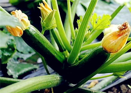 西葫芦什么时候种植?附种植技术和管理办法