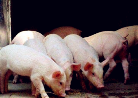 2018-2019年生猪价格走势预测:养一头猪赚20