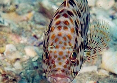 2018年石斑鱼价格多少钱一斤?附淡水石斑鱼高