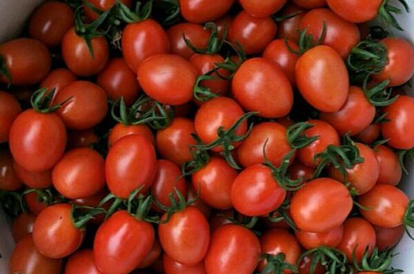 圣女果通常什么时候播种、收获?生长周期多久