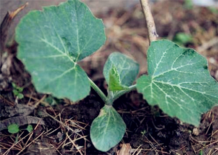 南瓜几月份播种?什么时间种植最好?亩产量一