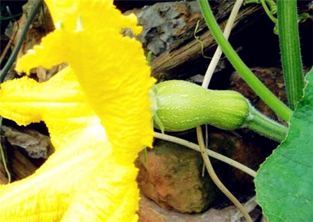 南瓜几月份播种?什么时间种植最好?亩产量一