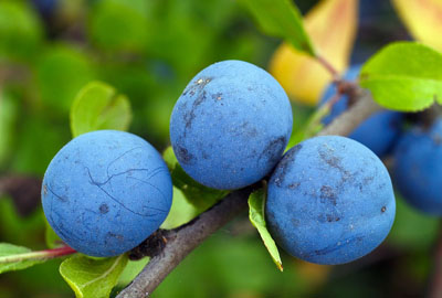 人间圣果蓝莓一年开几次花?结几次果?一个花