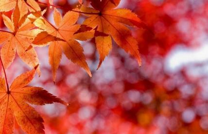 北京香山的枫叶什么时候变红?几月份是观赏的