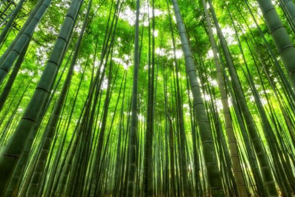 竹子意义是什么?开花意味着什么?需要多长时