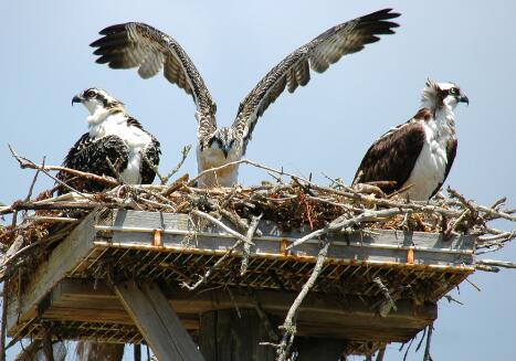 小型猛禽老鹰有天敌吗?是什么动物?它喜欢吃