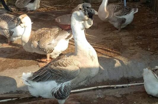 【农村致富项目】养一只鹅的利润是多少?需要