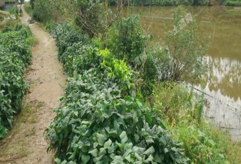 2018济南《关于调整征地地上附着物和青苗补