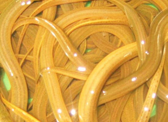 2018年黄鳝(泥鳅)多少钱一斤?需要多少成本及