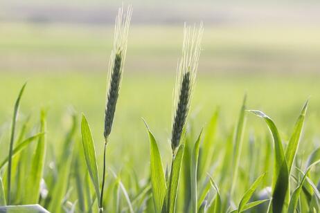 2018年国家农业补贴项目有哪些?新农业补贴政