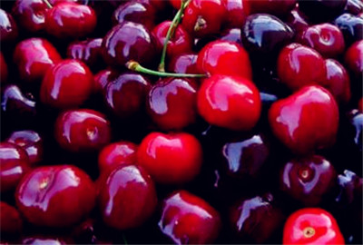 车厘子主要产地在哪?怎么种植?种植地理条件