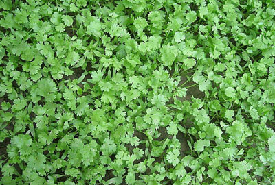 特殊香味植物香菜一年可以种几次?生长周期是