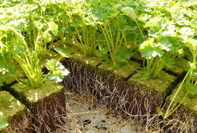 特殊香味植物香菜一年可以种几次?生长周期是