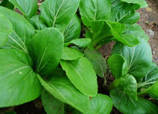 生长周期短的蔬菜有哪些?十一大蔬菜推荐