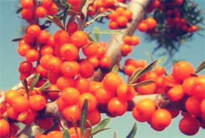 2018沙棘果多少钱一斤?种植几年挂果?每亩产