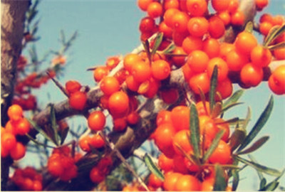 2018沙棘果多少钱一斤?种植几年挂果?每亩产