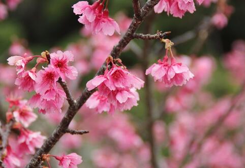 2018日本樱花一般什么时候开?樱花节是几月几