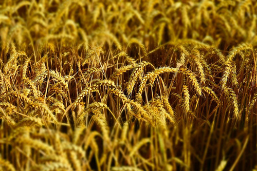 现在山东、河南的小麦大概是多少钱一斤?价格