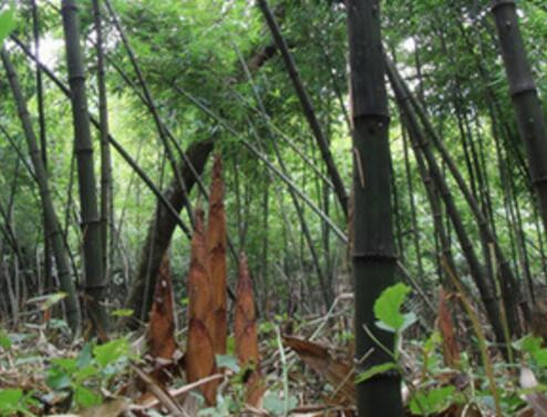 方竹笋价格多少钱一斤?怎么吃?有哪些功效及