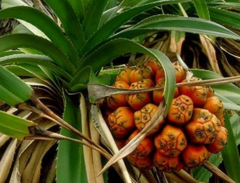 假菠萝价格多少钱一斤?怎么吃?有哪些功效及