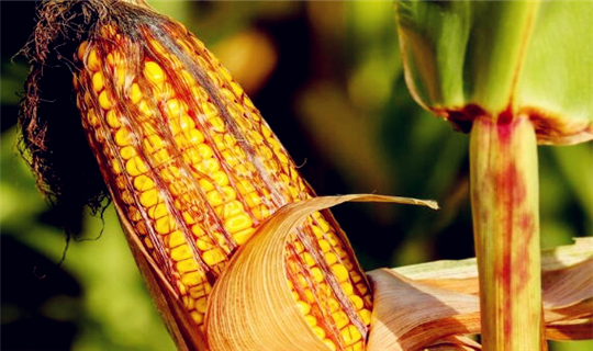 2018年黑龙江玉米大豆补贴最新标准:玉米每吨