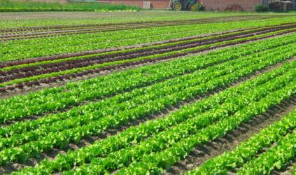 土壤污染主要来源有哪些?有什么危害?防治根