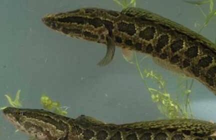 在农村养什么淡水鱼好赚钱回报高?这里推荐几