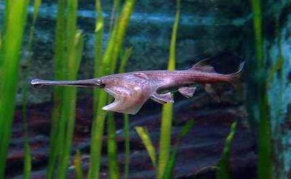 在农村养什么淡水鱼好赚钱回报高?这里推荐几