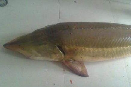 在农村养什么淡水鱼好赚钱回报高?这里推荐几