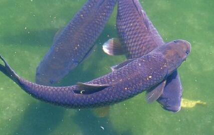 在农村养什么淡水鱼好赚钱回报高?这里推荐几