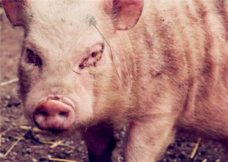 养殖10头母猪一年利润大概有多少?政府补贴多