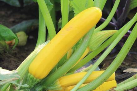 市面上香蕉西葫芦价格多少钱一斤?可以生吃吗