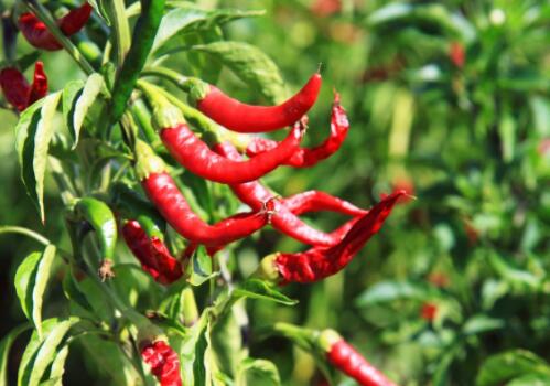 火锅必备的辣椒一般什么时候开花?施什么肥