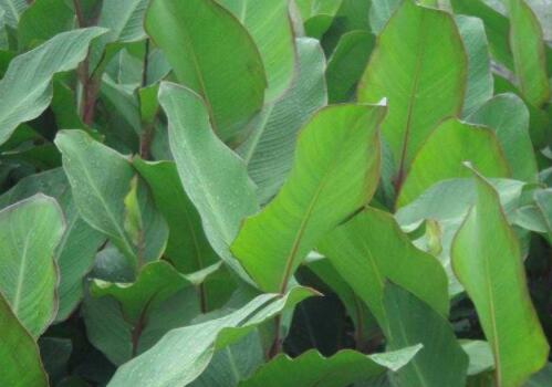 淀粉作物芭蕉芋收购价格大约多少钱一斤?怎么