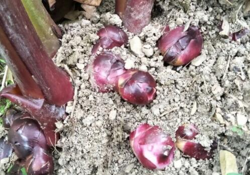 淀粉作物芭蕉芋收购价格大约多少钱一斤?怎么