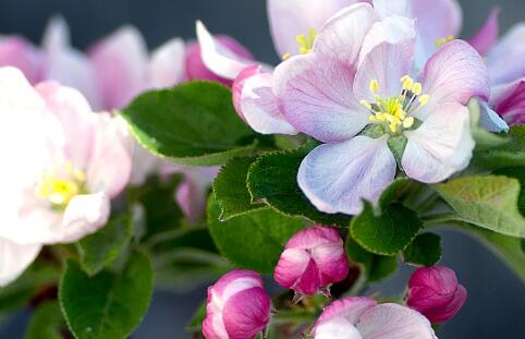 蔷薇科苹果花什么时候开花?开什么样的花?苹