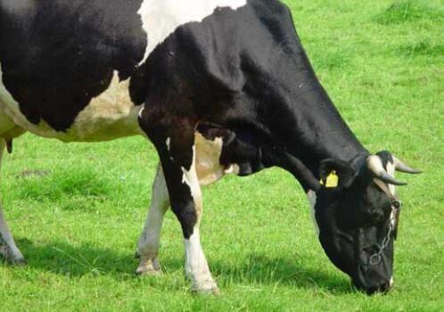 现在荷斯坦牛价格多少钱一头?有什么优缺点?种公牛的选择方法有哪些?附经济效益分析