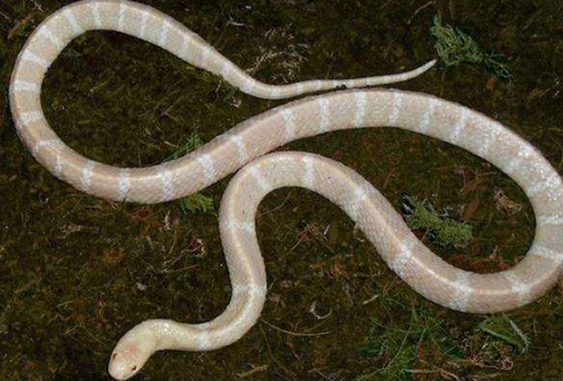银环蛇和白链蛇怎么区分?
