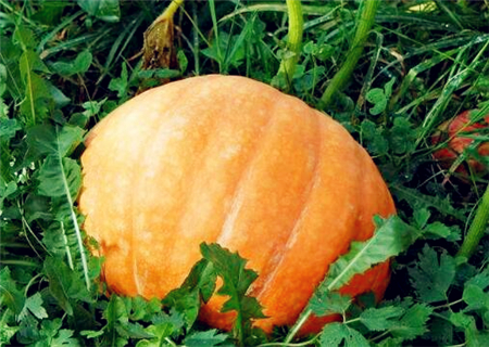 南瓜在什么时间成熟上市?什么品种最好?