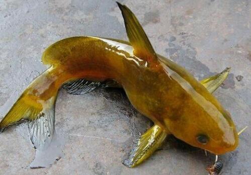 背上有刺的黄刺鱼是发物吗?是海鱼吗?价格多