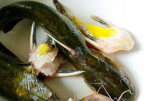 背上有刺的黄刺鱼是发物吗?是海鱼吗?价格多