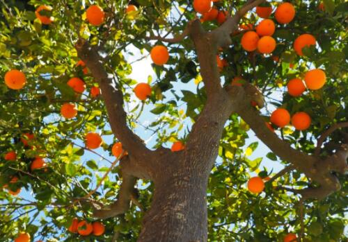 目前柑橘树苗价格多少钱一棵?什么时候种植、
