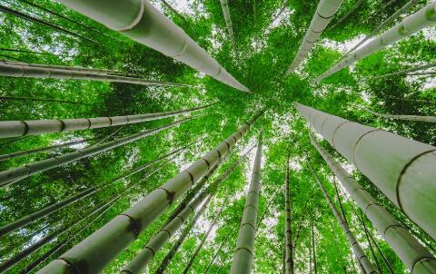 岁寒三友之一竹子加工成什么最挣钱?什么时