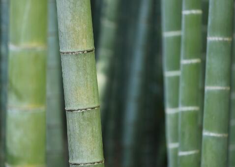 岁寒三友之一竹子加工成什么最挣钱?什么时